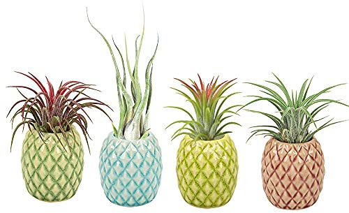 Mimeela 4 Pack Air Plant Holder Unique, Cute Pineapple Air Plant Stand Wall Planter, Ceramic Tillandsia Airplants Holders Hanging Wall Decor for Home Office (Pineapple-Small (1 x 2.1 in))