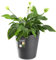 KADAX Blumentopf, Blumenkübel aus Kunststoff in 3 Farben, Pflanzkübel, witterungsbeständiger Blumenkübel mit Mattoberfläche, Outdoor-Pflanzkübel (Anthrazit ø 40cm)