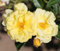 Rosa Bush Rose Floribunda 'Golden Memories' Potted