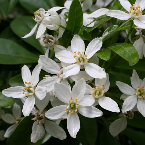 Plant Theory 30cm - 40cm Mexican Orange Blossom Choisya Ternata Shrub Plant 10L Pot