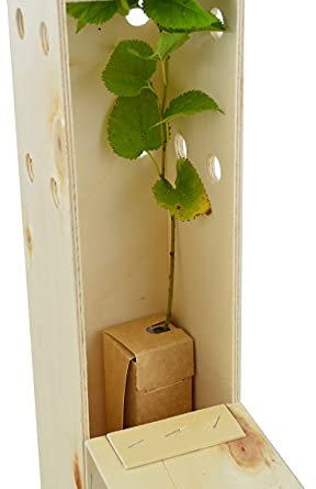 MORERA - Arbolito de Pequeño Tamaño presentado en Caja de Madera - Alveolo forestal Ideal para Regalar - 1 ud
