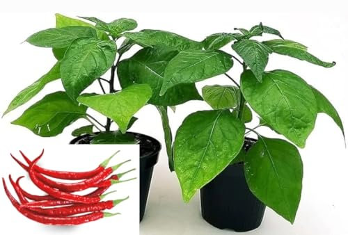 POWERS TO FLOWERS - PEPERONCINO PICCANTE CAYENNA CORTO, 2 PIANTE, Vaso 10cm, piante vere