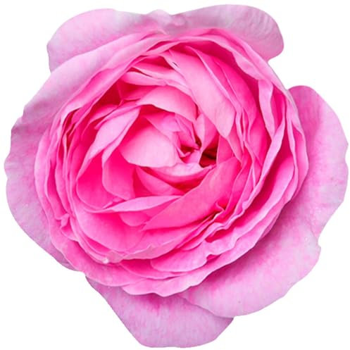 kleberio Selbstklebender Aufkleber Autoaufkleber Sticker wetterfest Blumen Mülltonne Blumenwiese Dekoration Fensterbild Fliesenaufkleber 10 x 10 cm - Rose pink -