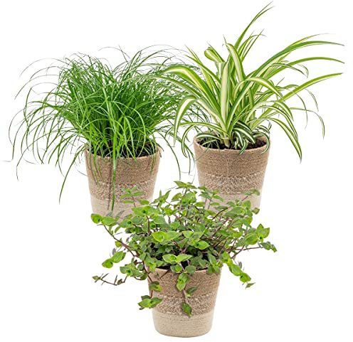 3x Haustierfreundliche Mischung inkl. Jutekorb - Haustierfreundlich - ⌀12 cm -15-25 cm