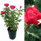 Rose Bush Red Devil - Floribunda Red Rose Bush for The Garden in a 3 Litre Pot (1 Plant)