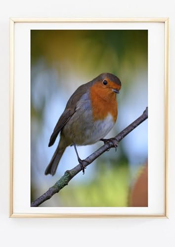 Din A4 Kunstdruck ohne Rahmen - Süßes Rotkehlchen auf Ast - Vogel Natur Foto Druck Poster Bild