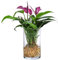 Dehner Waterplant Flamingoblume, Anthurium Zizou, Wasserpflanze im Glas, Ø 9 cm, Höhe 25 cm, Zimmerpflanze, lila