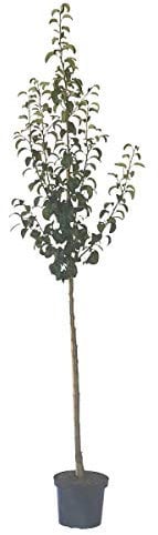 Birnenbaum Clapps Liebling süße Sommerbirne Halbstamm 150-170 cm im 10 Liter Topf Unterlage Sämling