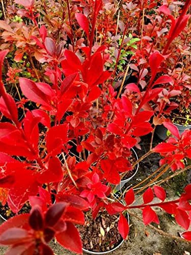 Pflanzen Böring Prachtglocke (Höhe: 90-100 cm), Enkianthus campanulatus + Dünger, Rote,Gelbe