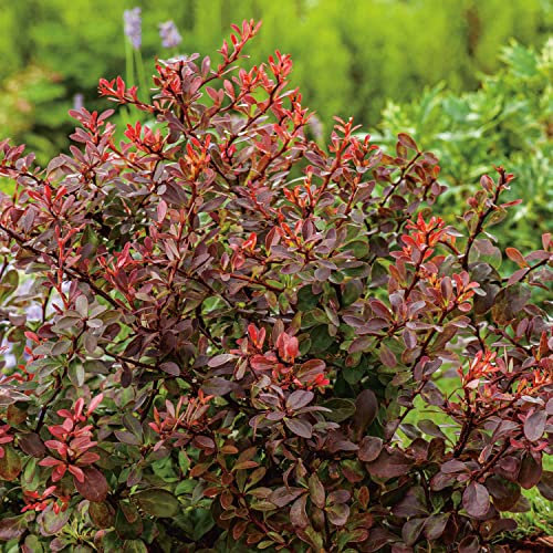 Rote Zwergberberitze 'Atropurpurea Nana'