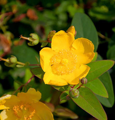 Großblumiges Johanniskraut Hidcote 30-40cm - Hypericum