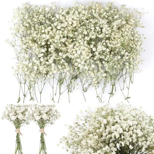 Songjum 200 Stück Schleierkraut Getrocknet 8000+Mini Pressed Real Gypsophila Bulk Natürliche Weiß und Grün Getrocknete Blumen für Hochzeit Kranz Karte Machen Tisch Vase Geschenk Home Decor