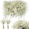 Songjum 200 Stück Schleierkraut Getrocknet 8000+Mini Pressed Real Gypsophila Bulk Natürliche Weiß und Grün Getrocknete Blumen für Hochzeit Kranz Karte Machen Tisch Vase Geschenk Home Decor