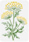 FINGERINSPIRE Fenchelstiel Blumen Malschablone 21x29.7 cm Wiederverwendbare Wildblumen Schablone Große Blumen Schablone Blumenmuster Pflanzen Thema Vorlage Für Wand Holzmöbel Heimwerker Dekoration