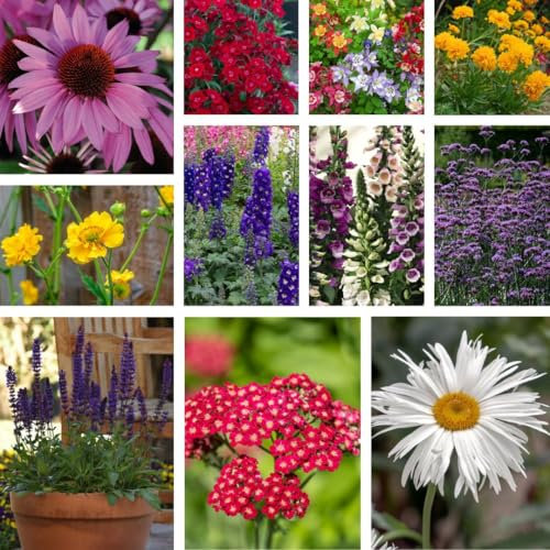 Perennial Collection - 72 Plant Pack for Stunning Garden Borders: Achillea, Aquilegia and More! - Blooms from Late Spring to Autumn, Attracts Pollinators - 72x Plug Plants by Thompson & Morgan