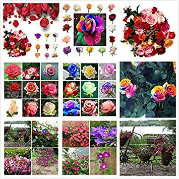 Germination Seeds: Orange : 50pc Colors Mixed Clematis Climbing Plants Seeds Flower Home Garden Decor US LOT