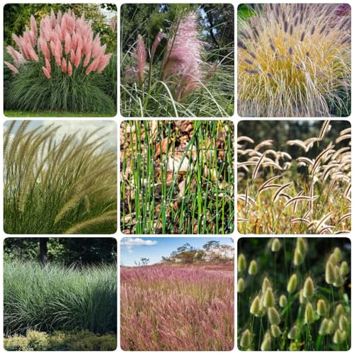 40 pcs ziergras balkon samen indoor plants pflanzensamen Miscanthus sinensis,ziergräser, winterfeste pflanzen für kübel luftreinigende zimmerpflanzen zimmerbonsai bonsai pflanzen topf