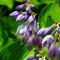 funkien pflanze winterhart samen, blumensamen stauden winterhart mehrjährig hosta pflanze wildblumen winterharte stauden blumensamen bienenwiese mini gewächshaus fensterbank 200pcs
