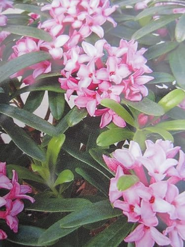 Daphne x transatlantica Pink Fragance ® - Seidelbast Pink Fragance ® - 20-25cm
