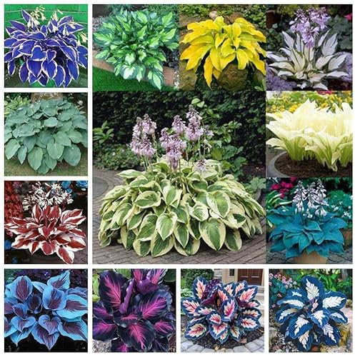 Bulbi Di Hosta,Resistenti Al Freddo E All'Ombra,Hosta Perenni,Piante In Vaso,Rizoma Hosta-15bulbi-G