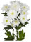 JARDIN202 - Margarita Crisantemo | Flor Natural | Crisantemo Euro | Ramo de 5 tallos | 70cm de alto | Blanco