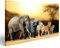 islandburner Bild Bilder auf Leinwand Big Five Afrika - Löwe, Elefant, Leopard, Büffel und Nashorn Wandbild Poster Leinwandbild VKZ