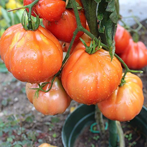 Red Pear Tomatensamen für ca. 15 Pflanzen - historische italienische Beuteltomate, bis 400g