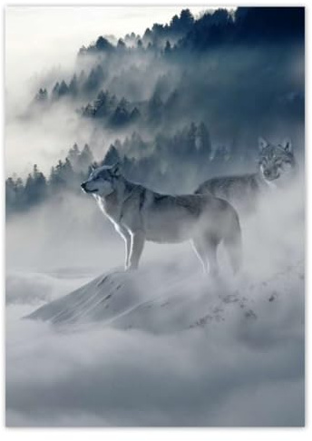 Foto-Poster, Wanddekoration, 50 x 70 cm, Wölfe in der Natur, Nr. H1944Z_PL1H