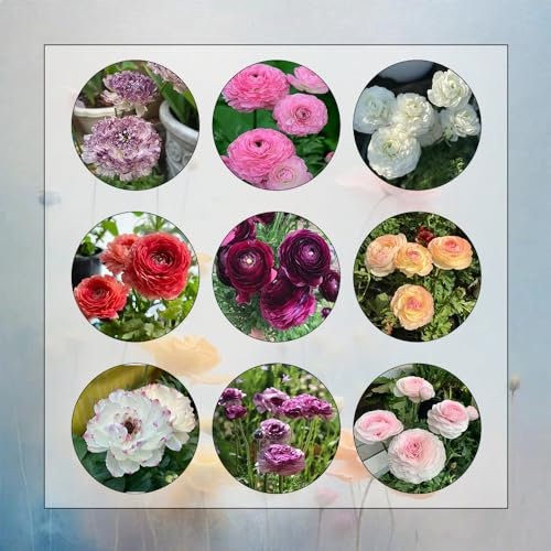 2 Pcs Ranunkeln Zwiebeln Winterhart, Blumenzwiebeln Mehrjährig Winterhart, Frühlingsblumen Butterblumen Zwiebel - Ranunculus Japonicus - Blumenzwiebel, Balkonpflanzen Blumen Winterhart