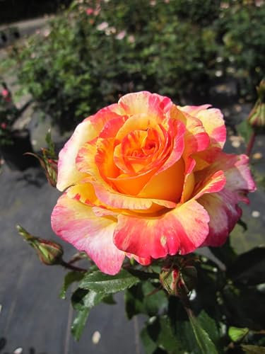 Rosa Camille Pissarro ® - Strauchrose - Malerrose - Floribunda - Delbard Rose