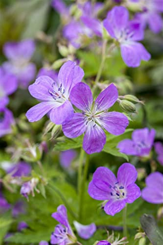 Geranium pratense ca. 9x9 cm Topf - Wiesen-Storchschnabel, blaue Blüten, Blütezeit Juni-August, ideal für Rabatten, pflegeleicht und bienenfreundlich