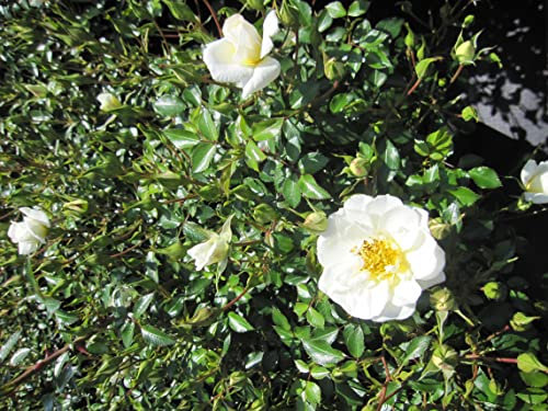 Rosa Bienenweide Ivory ® - Beetrose Bienenweide Ivory ® - Tantau Rose