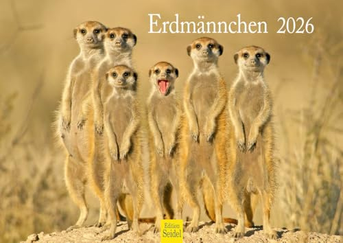 Edition Seidel Premium Kalender Erdmännchen 2026 Format DIN A4 Wandkalender Tierkalender Afrika Zoo Natur Rudel Säugetier Wildtier Tier Melanie Viola
