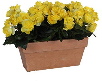 MICA Decorations Begonia Jardinière en Ardoise Terra Jaune 29 x 13 x 25 cm