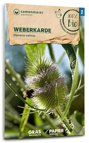 BIO Weberkarde Samen - Woll- oder Tuchkarde, Höhe 150 cm, Blüte Juli-August, Aussaat Mai-Juli, Inhalt reicht für ca. 20 Pflanzen - Samen Maier