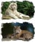 Chicbanners 2Pcs Wandtattoo Tiger Tiere Wildlife 3D Effekt XXL V016 Wandsticker Fenster Wandaufkleber für Kinderzimmer Junge Mädchen Groß 900mmx580mm
