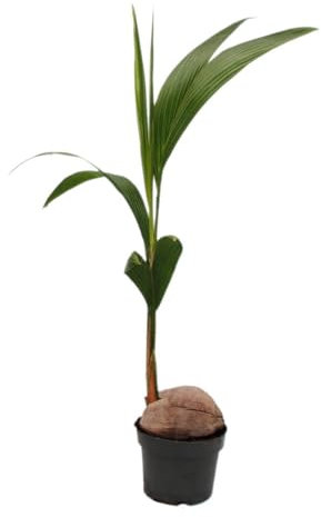 Echte Kokospalme - Cocos nucifera - mit echter Kokosnuss - 19cm Topf - ca. 100cm hoch