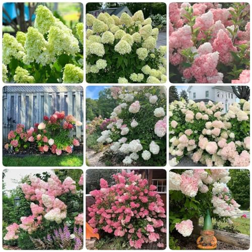 450 Piezas Semillas de Hortensia - Semillas de Flores de Verano, Hortensia Paniculata, Semillas de Jardín, Plantas en Macetas, Semillas Decorativas para Oficina, Cama de Balcón, Semillas
