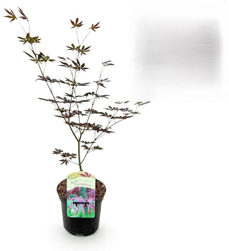 Terrassenpflanze - Japanischer Ahorn - Acer palmatum Trompenburg -Dunkellila - 1 Pflanze - Laubabwerfend - 60-70cm - Ø25cm - Gartenpflanze