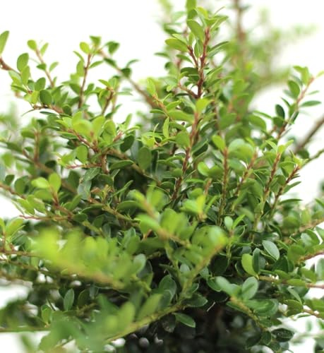Acebo japonés Ilex Crenata Edens Paradise 15-20 cm resistente al invierno