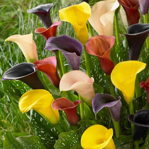 Calla Lilien Zwiebeln - Gemischtes Set Zantedeschia Gartenblumen (10 Zwiebeln) - Blumenzwiebeln Mix 12/14 - Elegante Schnittblumen für Garten & Vase - Bienenfreundlich - Blütezeit Juli bis November