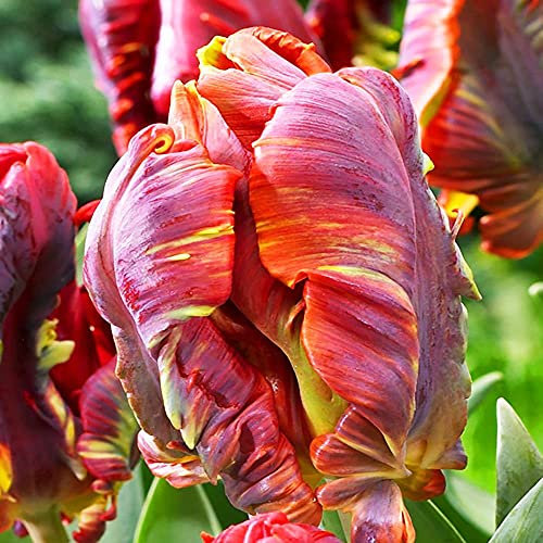 COOTO Garden Tulpenzwiebeln Mehrjährig Bunt Freilandpflanzen Tulpen Frühlingsblumen | Papageientulpen Zwiebeln Rococco | 5 Stück im Set