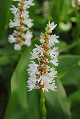 Pontederia cordata 'Alba' ca. 9x9 cm Topf - Weiße Hechtkraut, weiße Blüten, Blütezeit Juli-September, ideal für Teichränder, bienenfreundlich, pflegeleicht