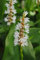 Pontederia cordata 'Alba' ca. 9x9 cm Topf - Weiße Hechtkraut, weiße Blüten, Blütezeit Juli-September, ideal für Teichränder, bienenfreundlich, pflegeleicht