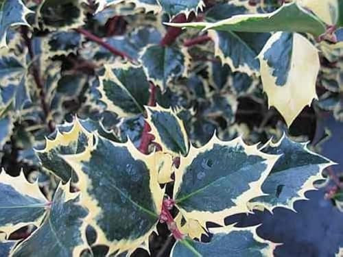 Ilex aquifolium Rubricaulis Aurea - Gelbbunte Stechpalme Rubricaulis Aurea -