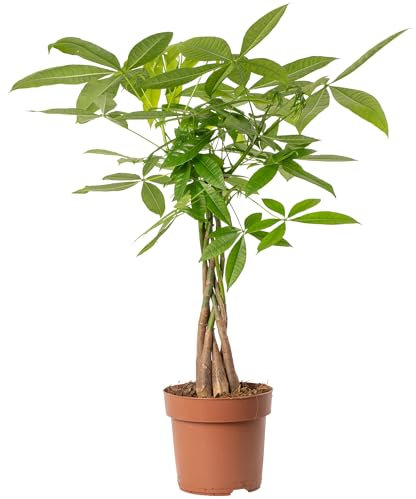 Pachira Aquatica Money Tree Evergreen Indoor House Plant for Home Office in Pot | Stunning Foliage, Real Plants (17cm Pot, 50-60cm)