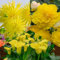 Gelbe Blumenzwiebel Mischung „Summer Sunshine“ | 5 Stück | Blumenzwiebel | Knolle | Schnittblume | Gelb | 100% Blütegarantie | QFB Gardening