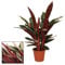 Exotenherz - Schattenpflanze mit ausgefallenem Blattmuster - Calathea triostar - 14cm Topf