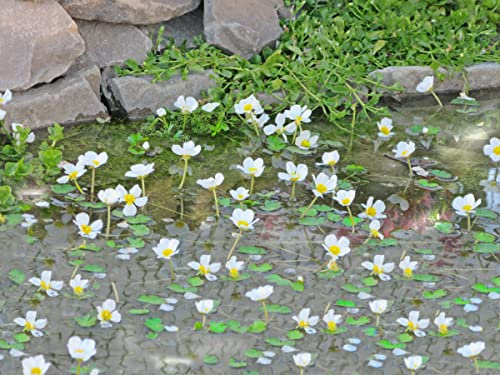Wasserhahnenfuß| Ranunculus aquatilis | im 9er Teichtopf | Wasserpflanze | Teichpflanze | Mini Teich geeignet | Klärpflanze | Sauerstoffpflanze | winterhart