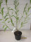 Salix alba - Silberweide
